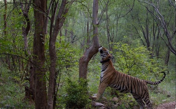 Sariska Tiger Reserve