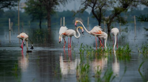 Keoladeo National Park (Bharatpur Bird Sanctuary)