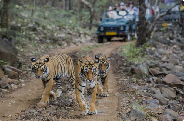 ranthambore national park