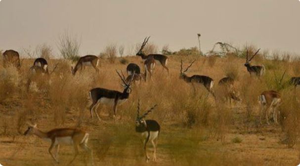 Tal Chhapar Sanctuary