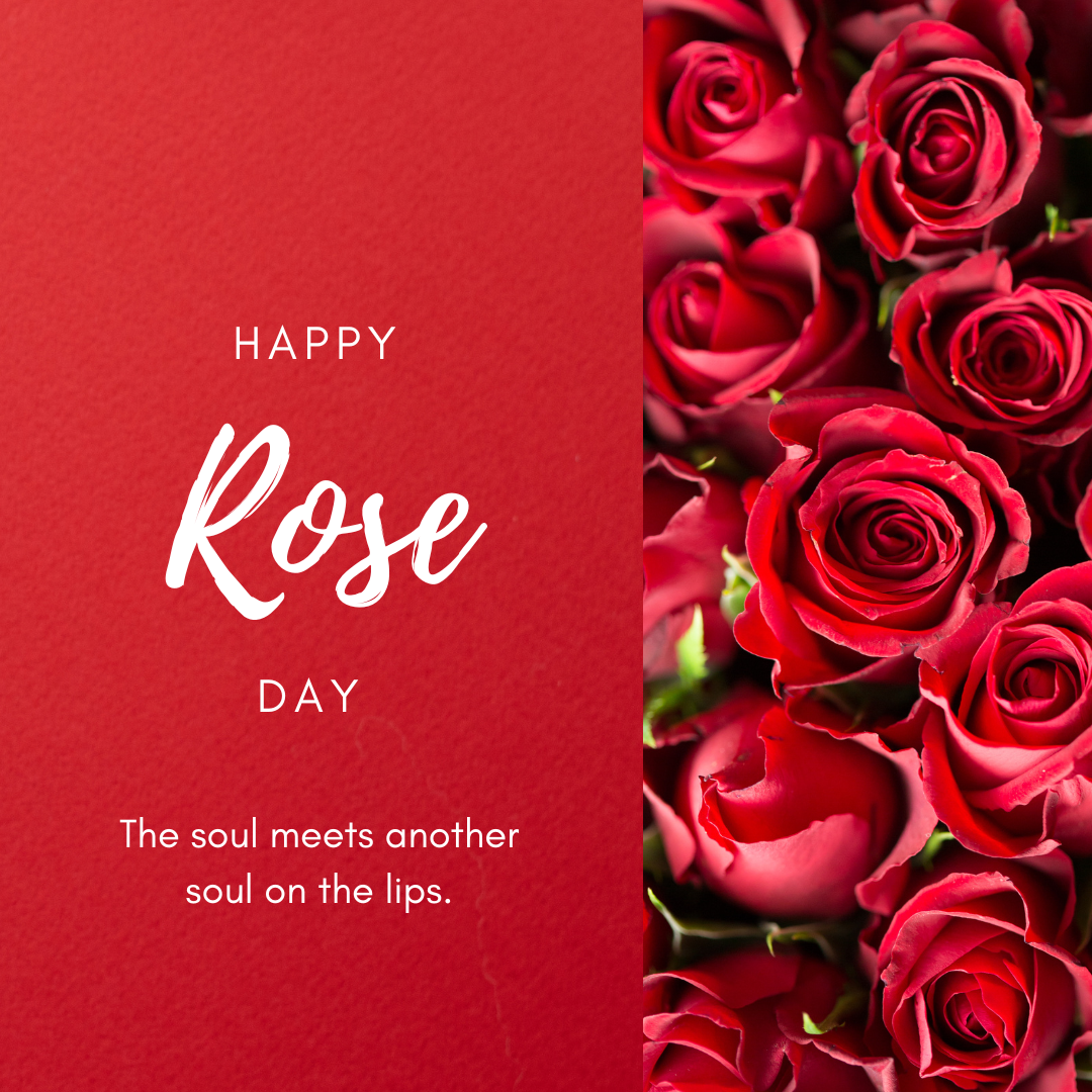 happy rose day 