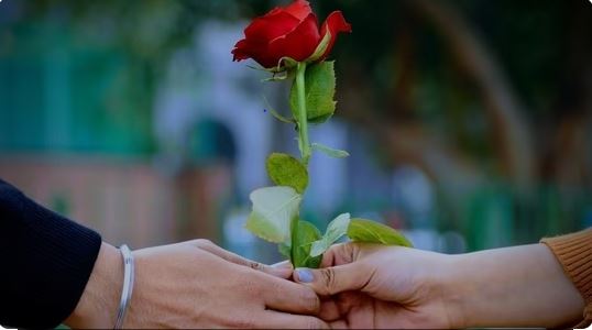 Rose Day falls on February 7