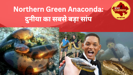 Northern Green Anaconda: दुनीया का सबसे बड़ा सांप