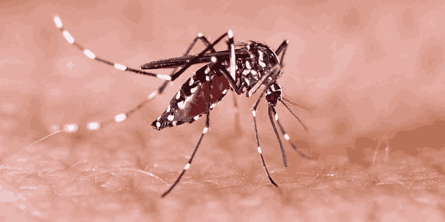 Aedes aegypti mosquito