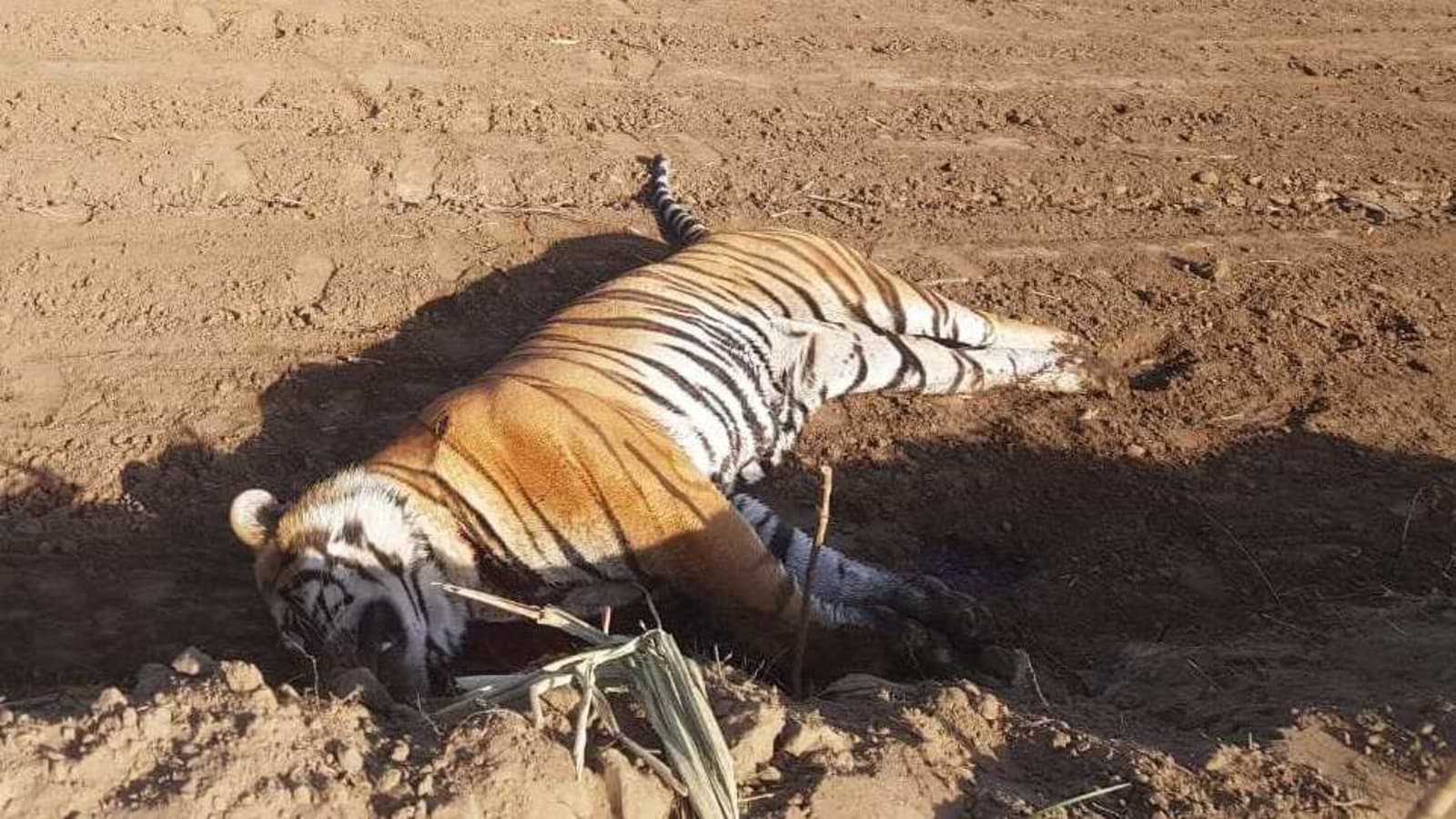 Electrocuting Tiger found in kanha tiger reserve, jabalpur