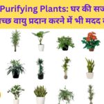 Indoor Air Purifying Plants घर की सजावट के साथ स्वच्छ वायु