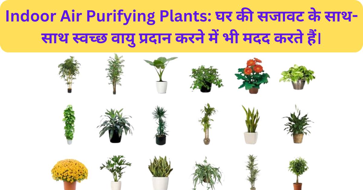 Indoor Air Purifying Plants घर की सजावट के साथ स्वच्छ वायु